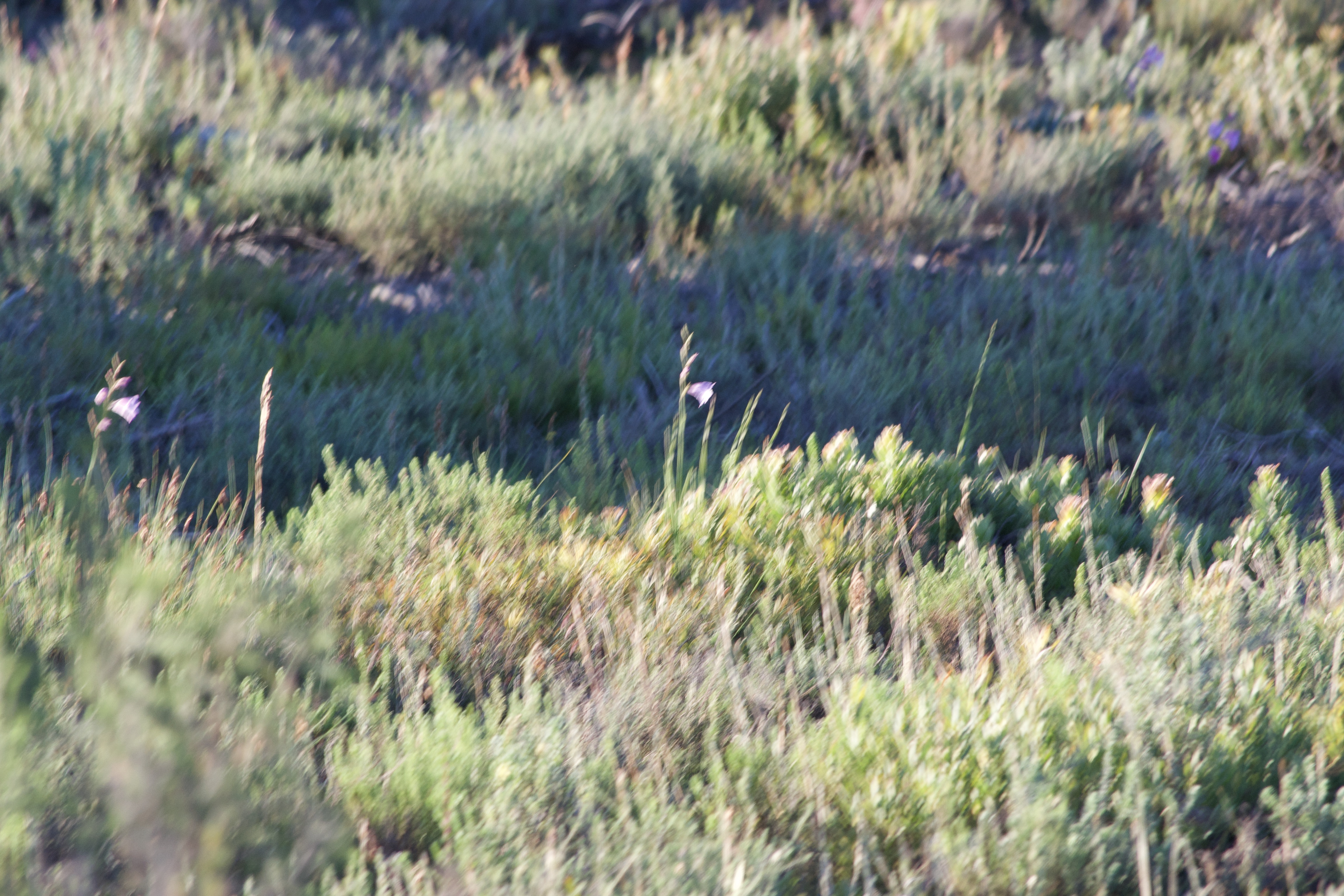 Lilies in a Field, 07 August 2020. Copyright 2020 Forgotten Fields. All rights reserved.