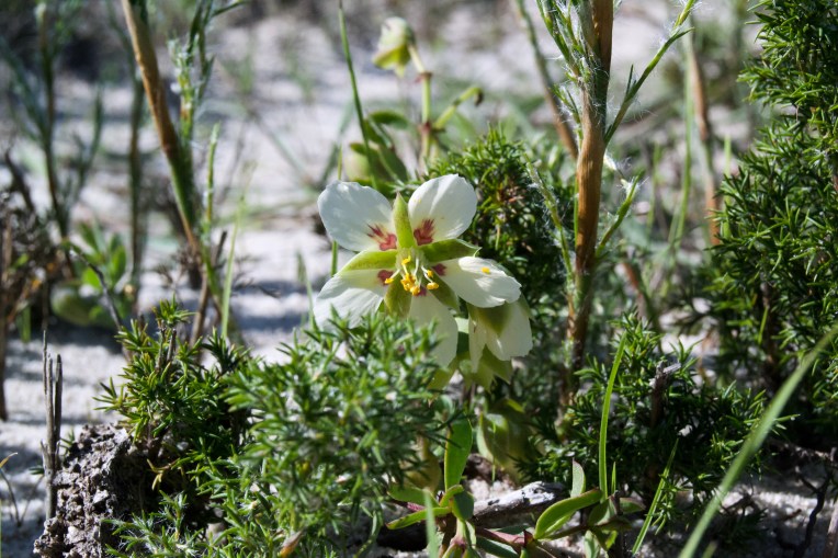 Unknown Flower, 14 August 2020. Copyright 2020 Forgotten Fields. All rights reserved.