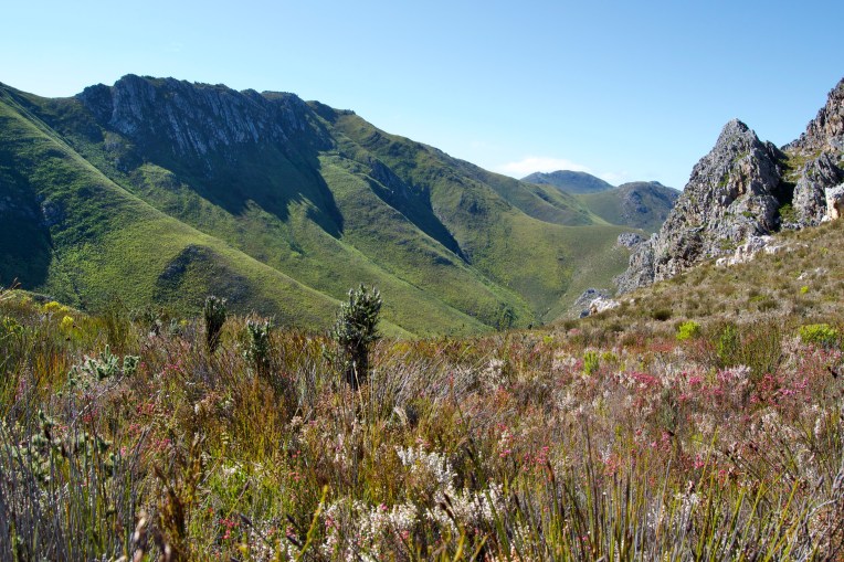 Fynbos in the Kleinriviersberge, 21 August 2020. Copyright 2020 Forgotten Fields. All rights reserved.