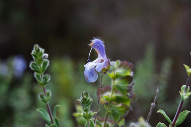 Salvia africana on the Kleinriviersberge, 21 August 2020. Copyright 2020 Forgotten Fields. All rights reserved.