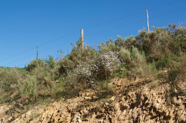 Unknown White-flowered Shrub, 07 August 2020. Copyright 2020 Forgotten Fields. All rights reserved.