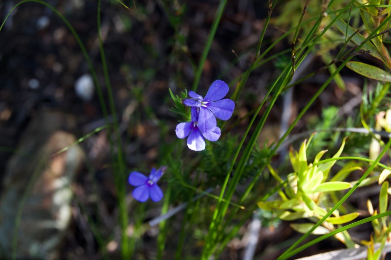 Violet Lobelia pinifolia on the Kleinriviersberge, 21 August 2020. Copyright 2020 Forgotten Fields. All rights reserved.