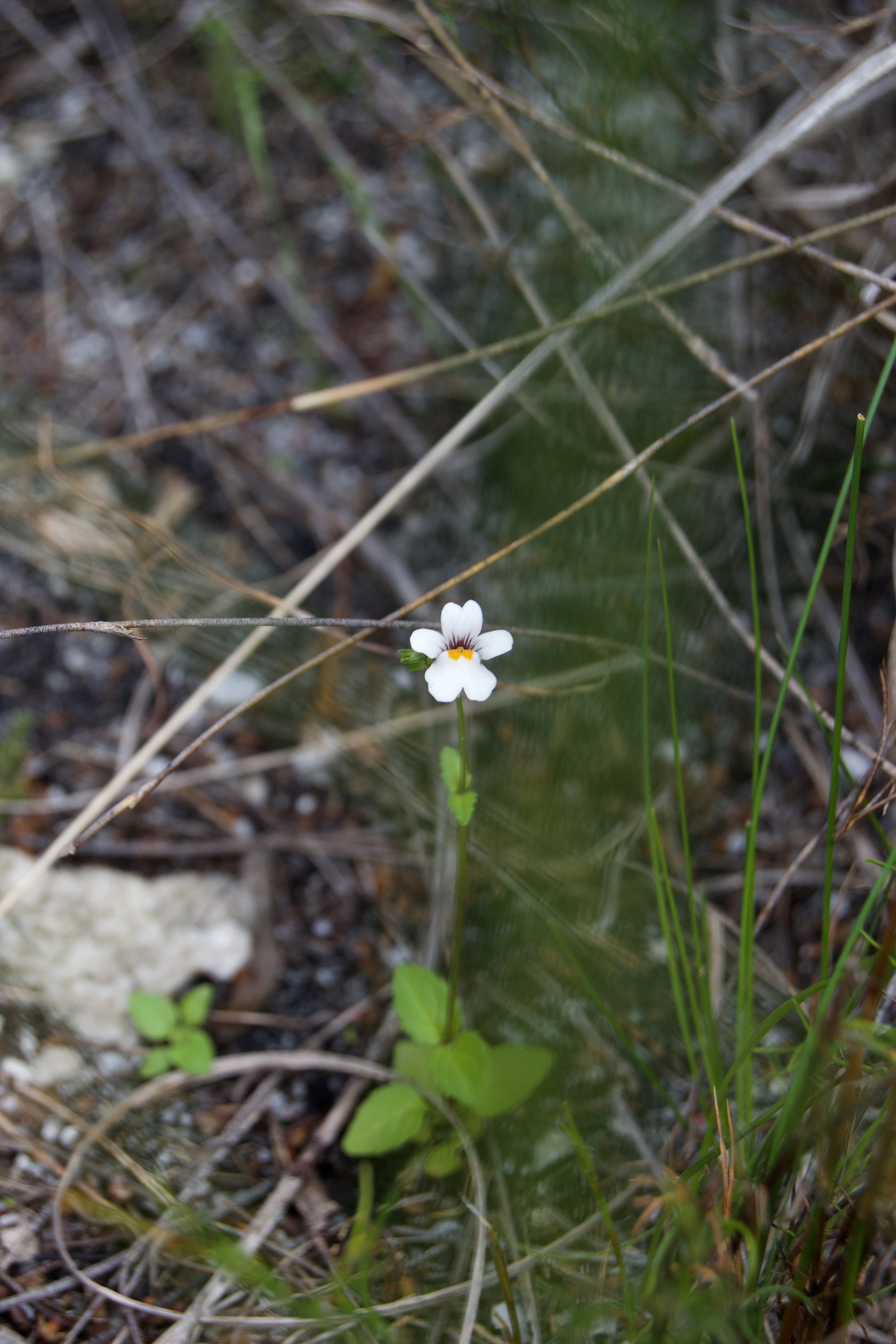 Nemesia lucida on the Kleinriviersberge, 21 August 2020. Copyright 2020 Forgotten Fields. All rights reserved.