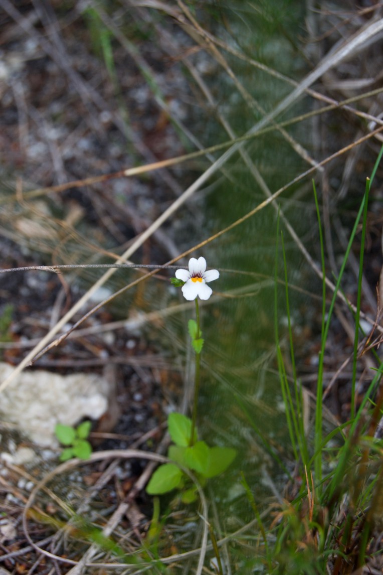 Nemesia lucida on the Kleinriviersberge, 21 August 2020. Copyright 2020 Forgotten Fields. All rights reserved.