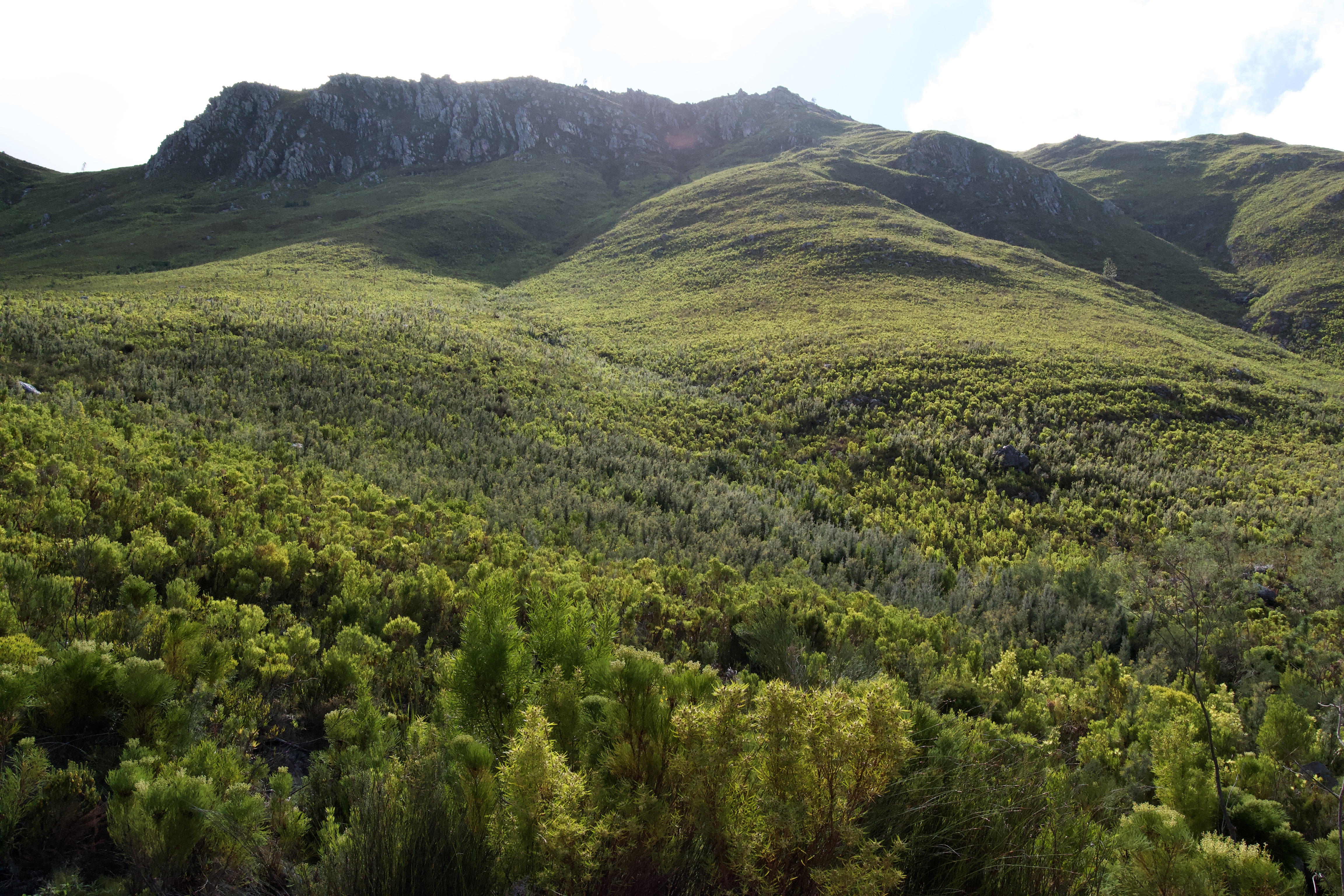 Leucadendron on the Kleinriviersberge, 21 August 2020. Copyright 2020 Forgotten Fields. All rights reserved.