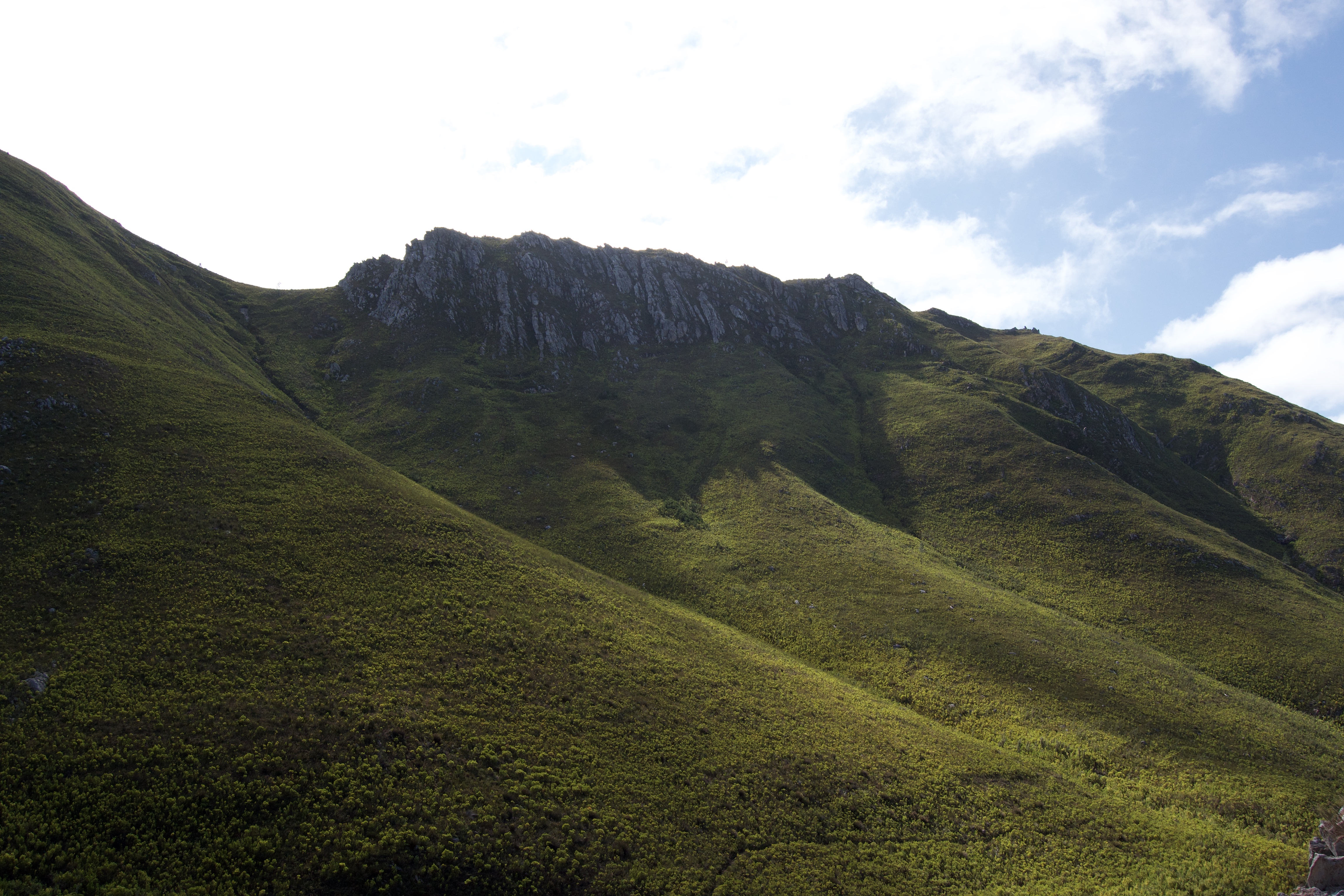 Leucadendron on the Kleinriviersberge, 21 August 2020. Copyright 2020 Forgotten Fields. All rights reserved.