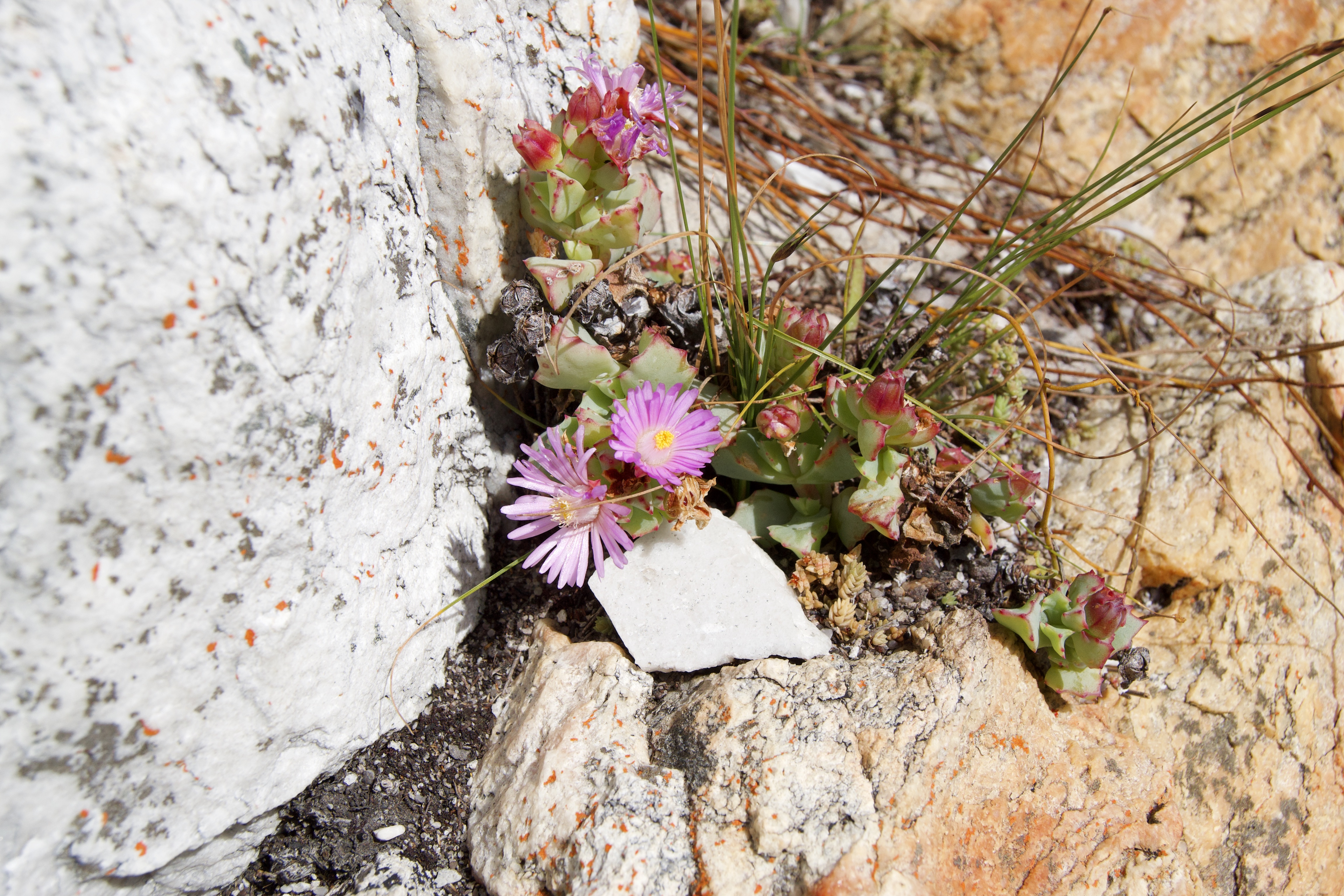 Fynbos Ikebana in the Kleinriviersberge, 21 August 2020. Copyright 2020 Forgotten Fields. All rights reserved.