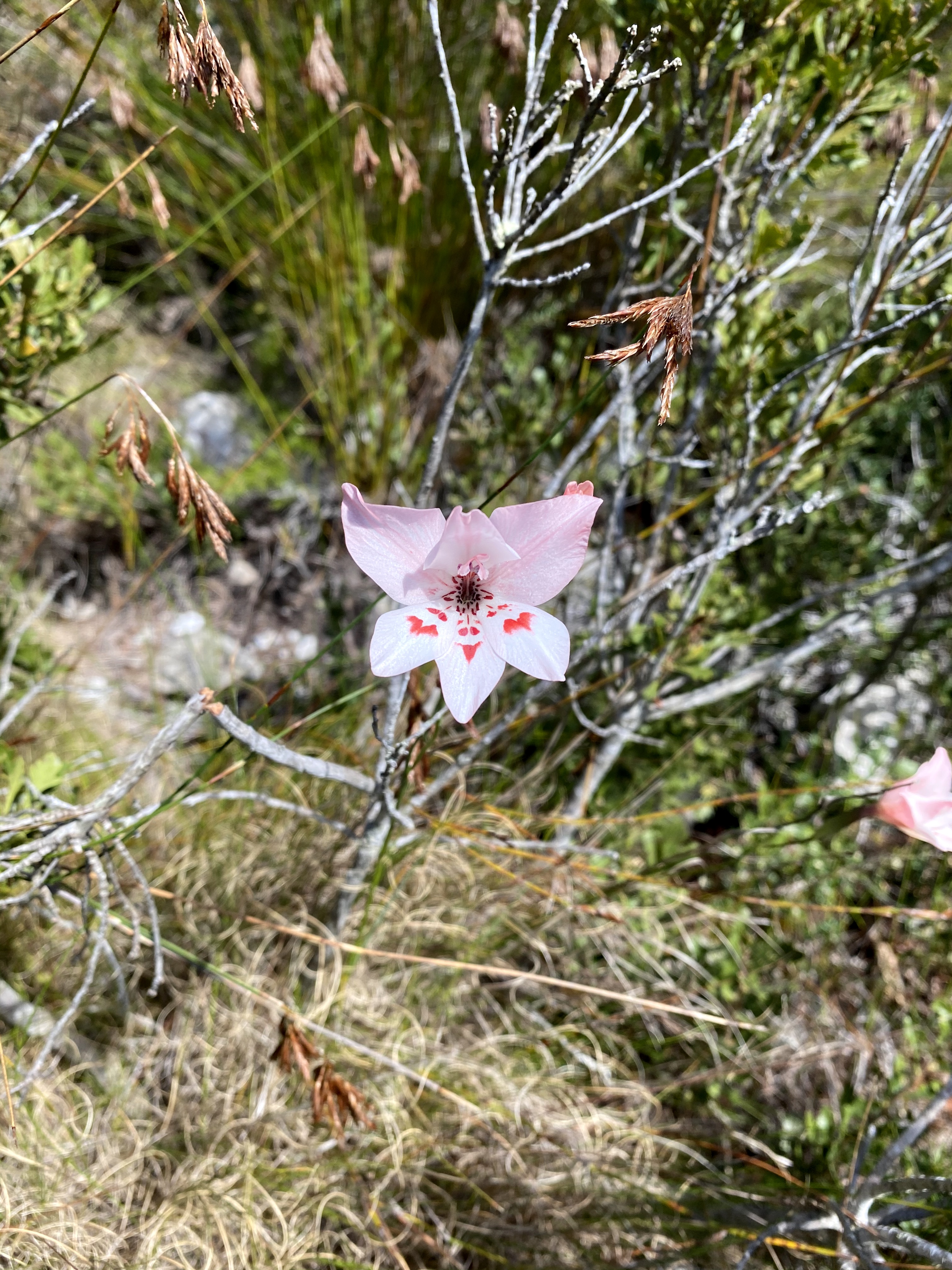 Gladiolus debilis on the Kleinriviersberge, 21 August 2020. Copyright 2020 Forgotten Fields. All rights reserved.