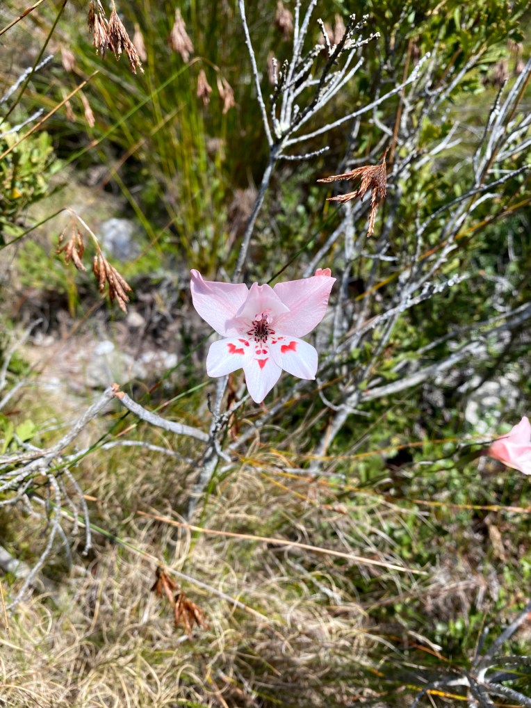 Gladiolus debilis on the Kleinriviersberge, 21 August 2020. Copyright 2020 Forgotten Fields. All rights reserved.