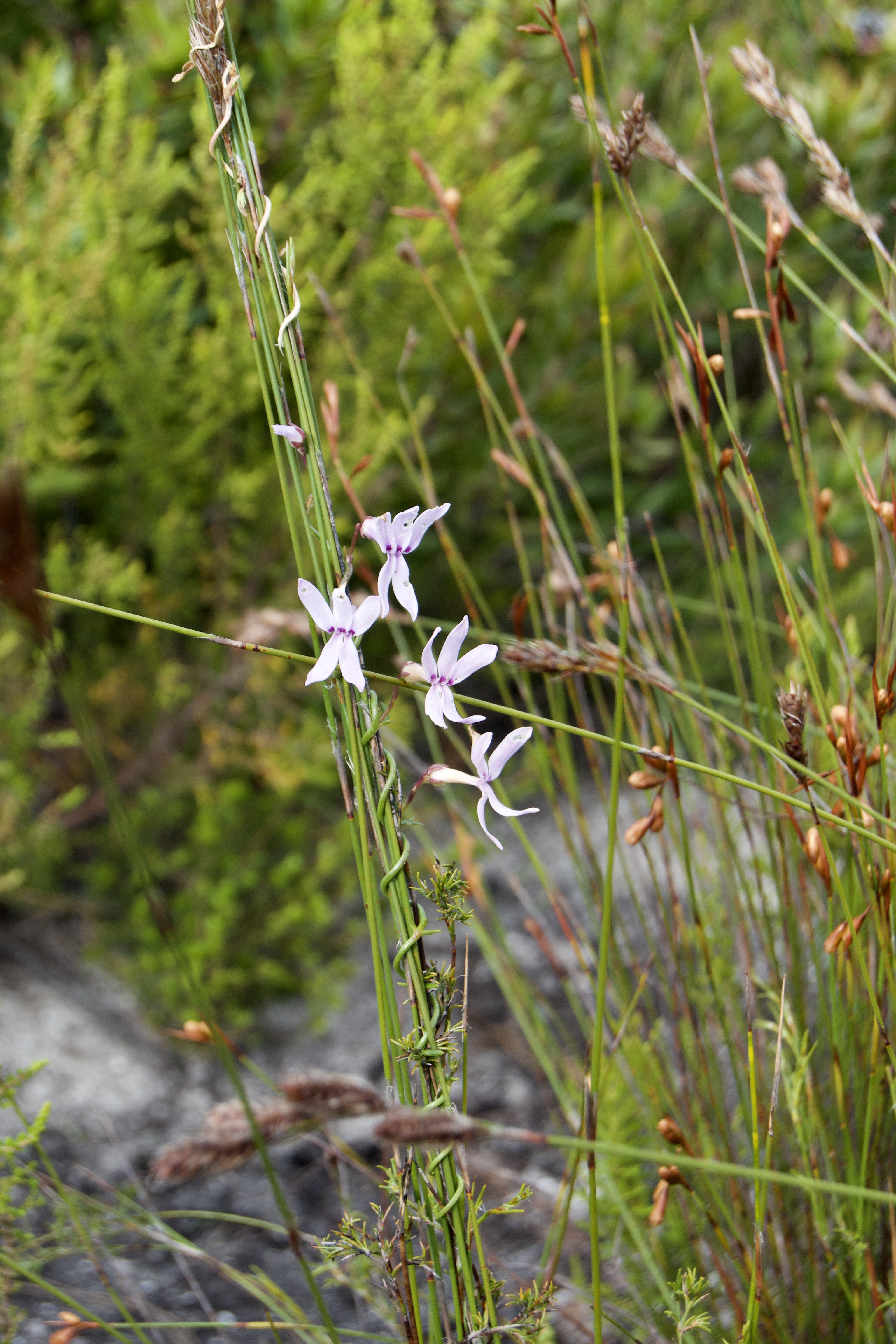 56BC0995-FDD3-40B6-8549-0E4E1FACDEED_1_201_a