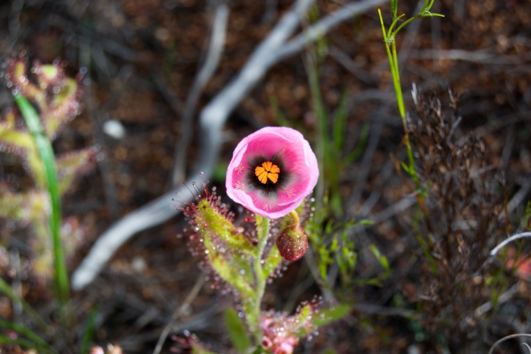 Drosera cistiflora on the Kleinriviersberge, 21 August 2020. Copyright 2020 Forgotten Fields. All rights reserved.