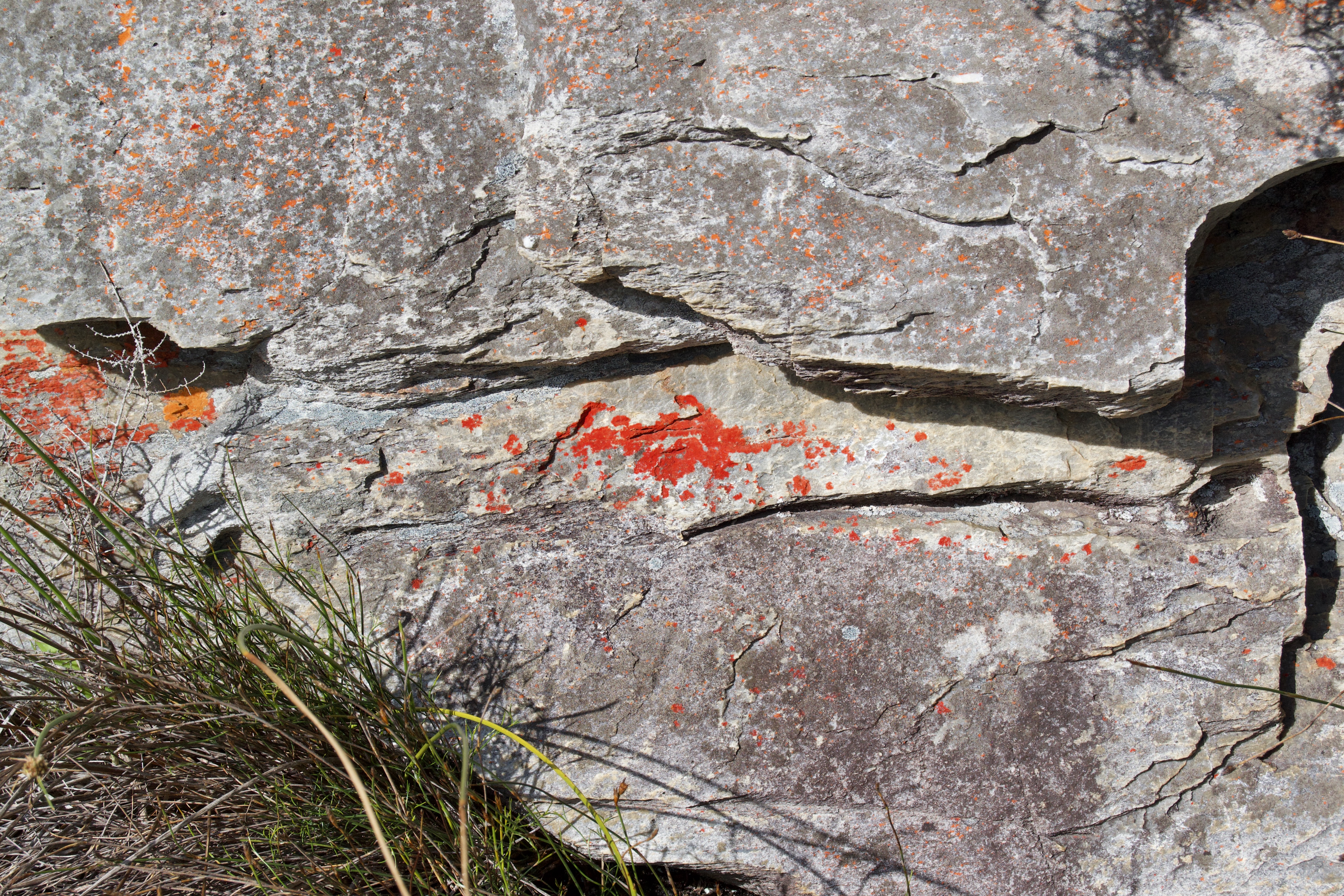 Lichens on a Kleinriviersberge Rock, 21 August 2020. Copyright 2020 Forgotten Fields. All rights reserved.