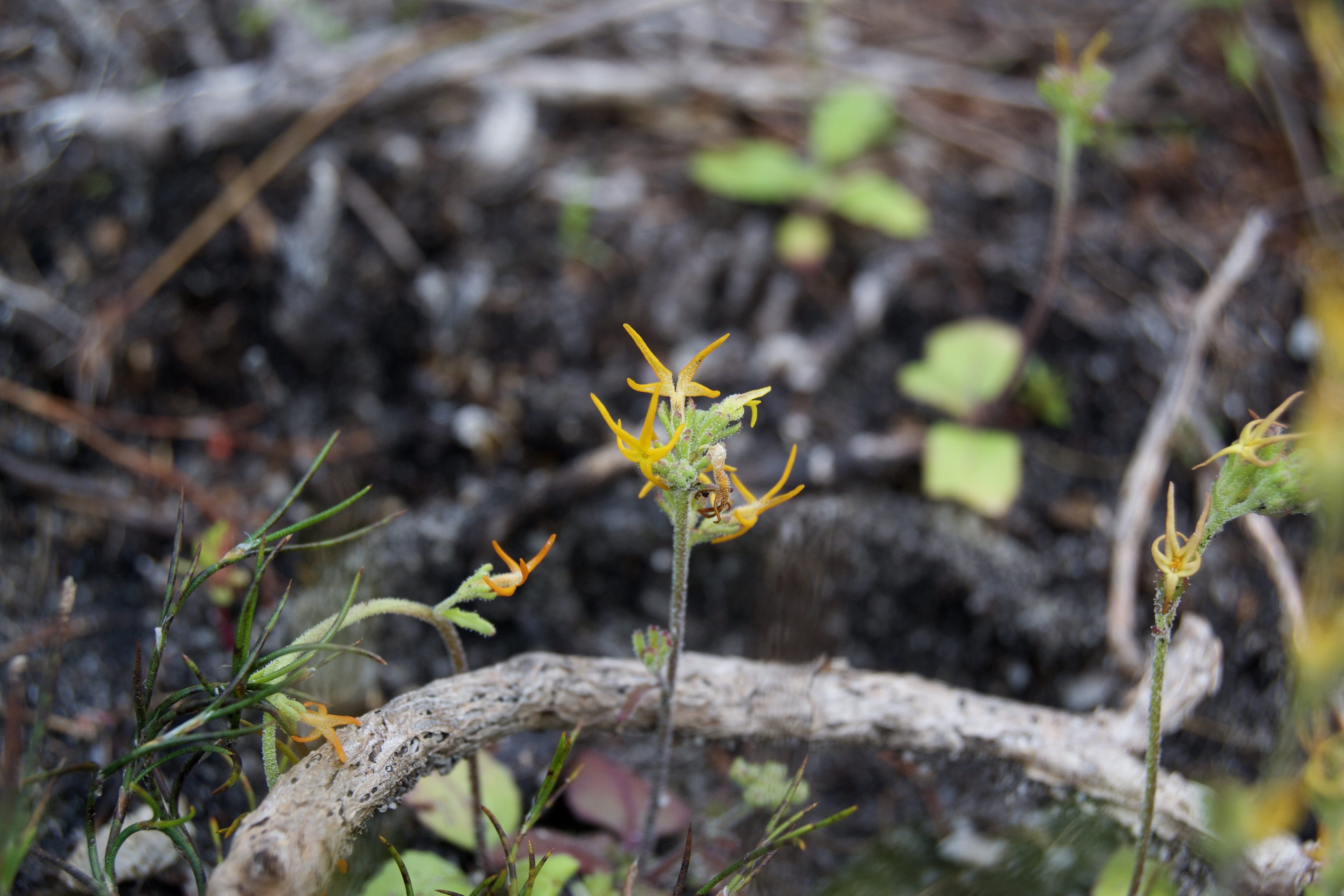 Manulea cheiranthus on the Kleinriviersberge, 21 August 2020. Copyright 2020 Forgotten Fields. All rights reserved.