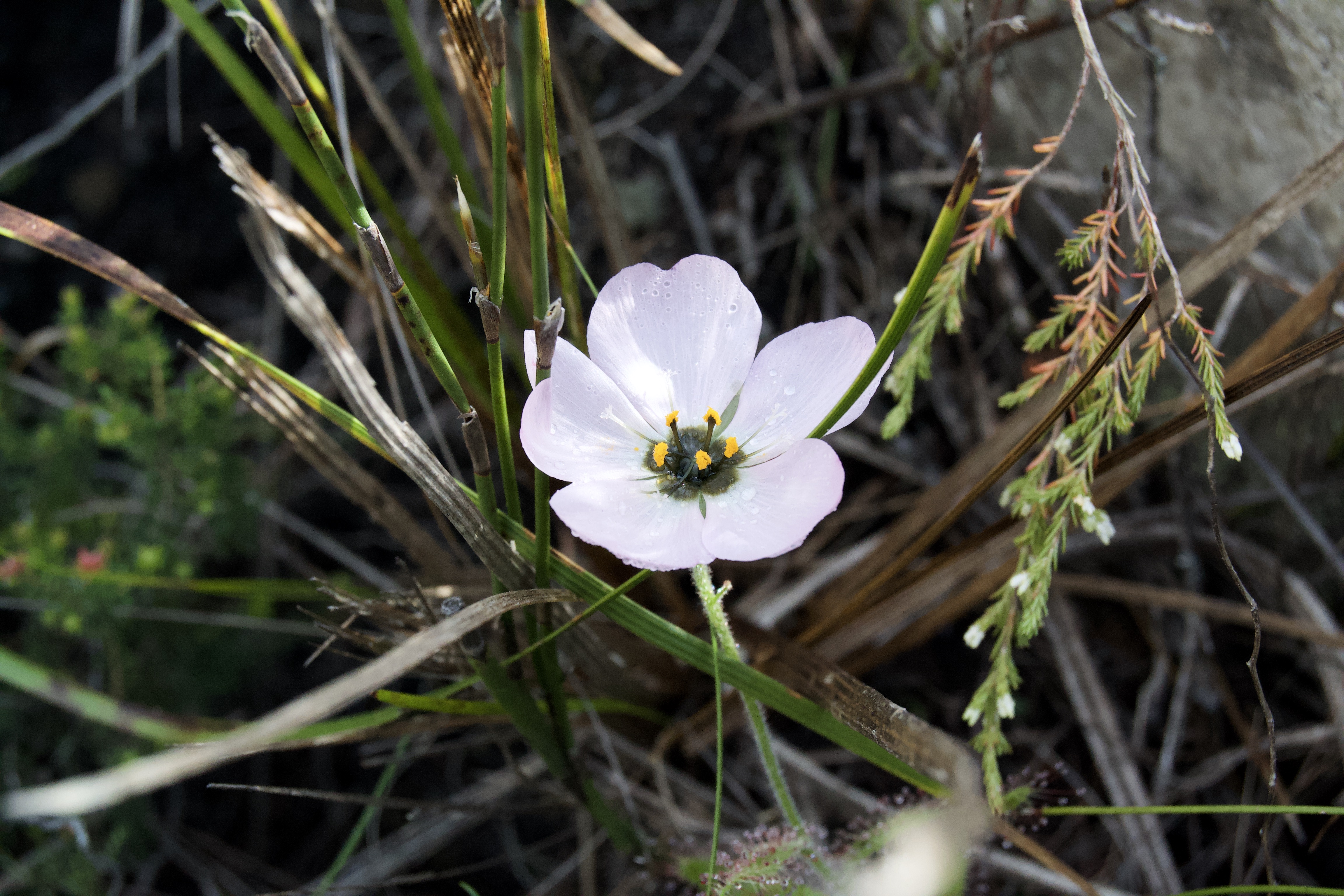 Drosera cistiflora on the Kleinriviersberge, 21 August 2020. Copyright 2020 Forgotten Fields. All rights reserved.