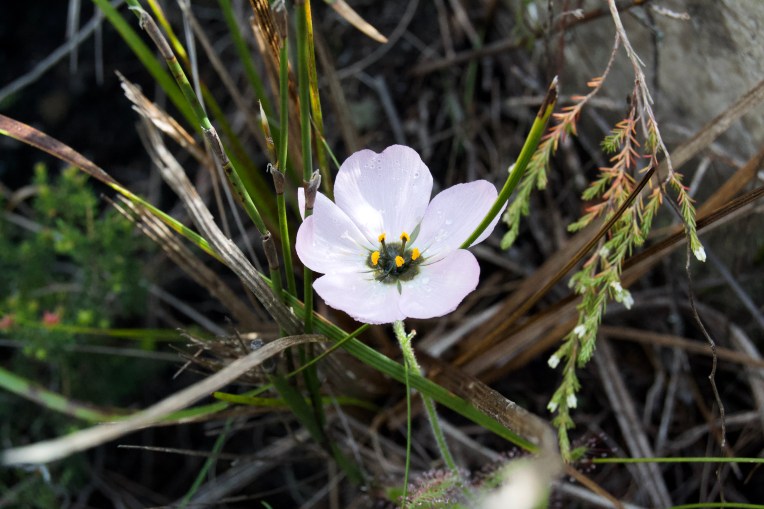 Drosera cistiflora on the Kleinriviersberge, 21 August 2020. Copyright 2020 Forgotten Fields. All rights reserved.