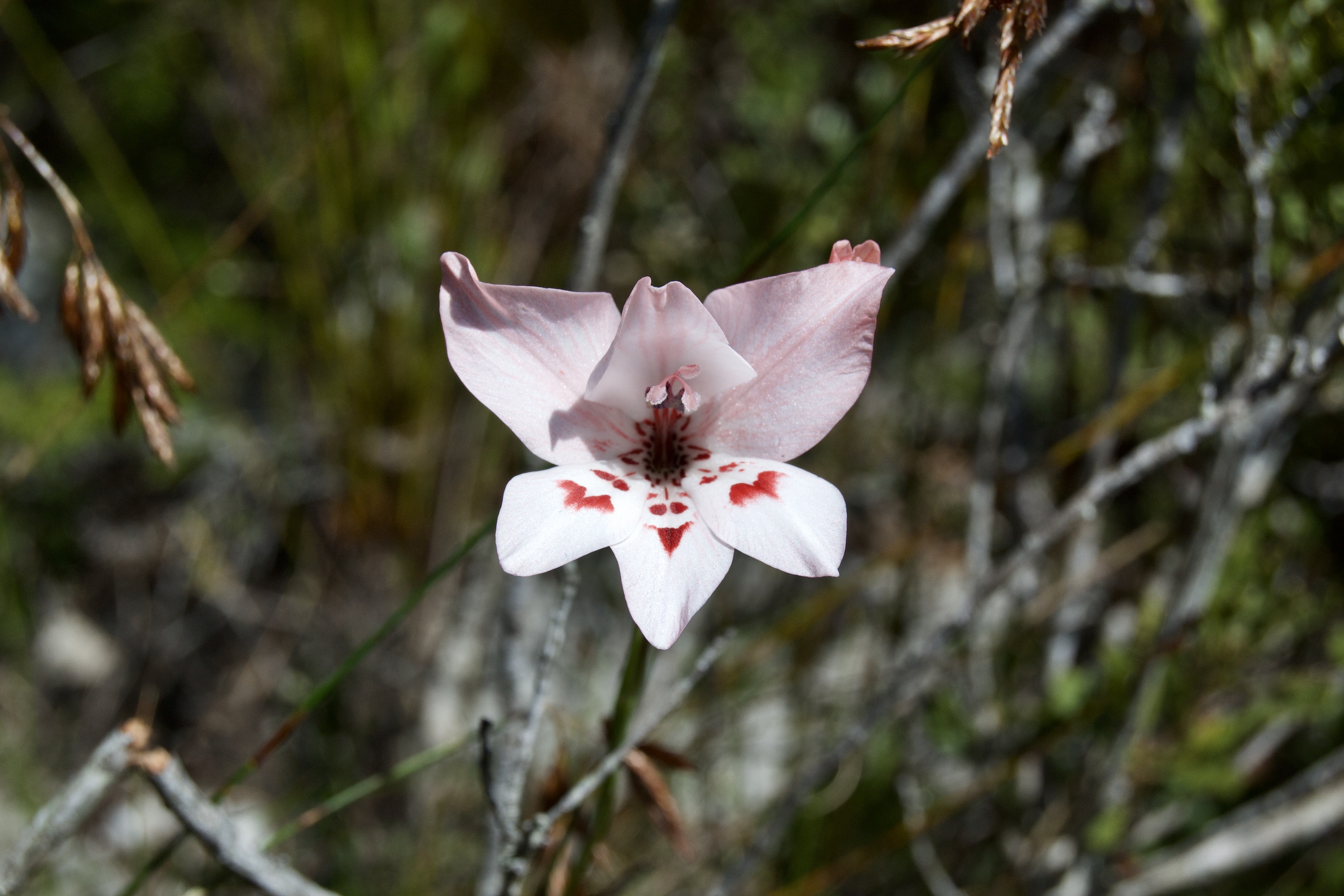 Gladiolus debilis on the Kleinriviersberge, 21 August 2020. Copyright 2020 Forgotten Fields. All rights reserved.
