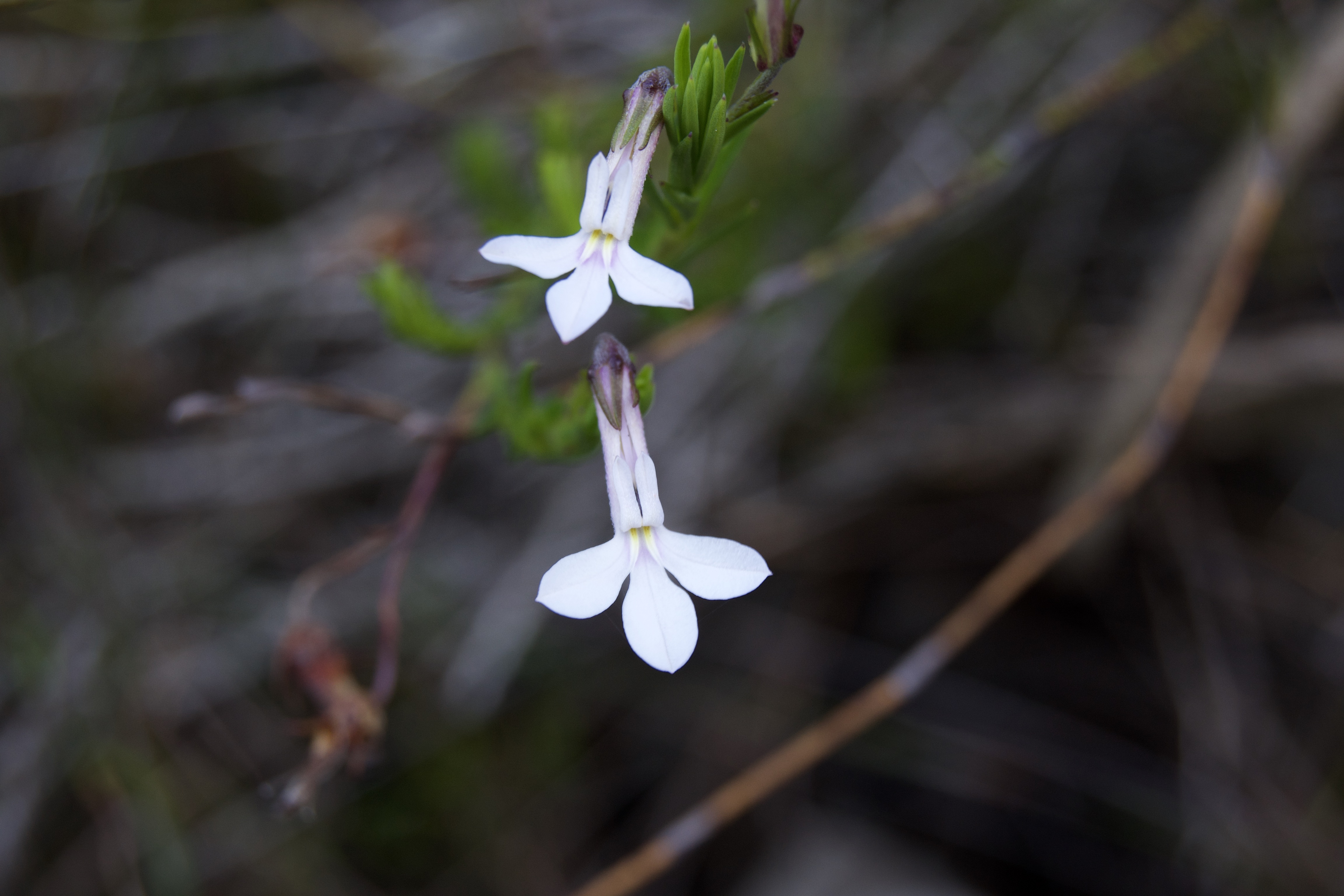 White Lobelia pinifolia on the Kleinriviersberge, 21 August 2020. Copyright 2020 Forgotten Fields. All rights reserved.