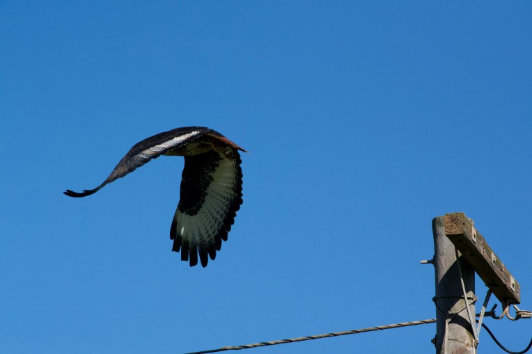 Jackal Buzzard, 07 August 2020. Copyright 2020 Forgotten Fields. All rights reserved.