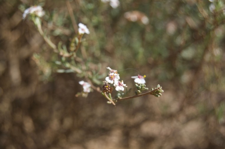 Cape Snow Bush (Eriocephalus africanus), 14 August 2020. Copyright 2020 Forgotten Fields. All rights reserved.