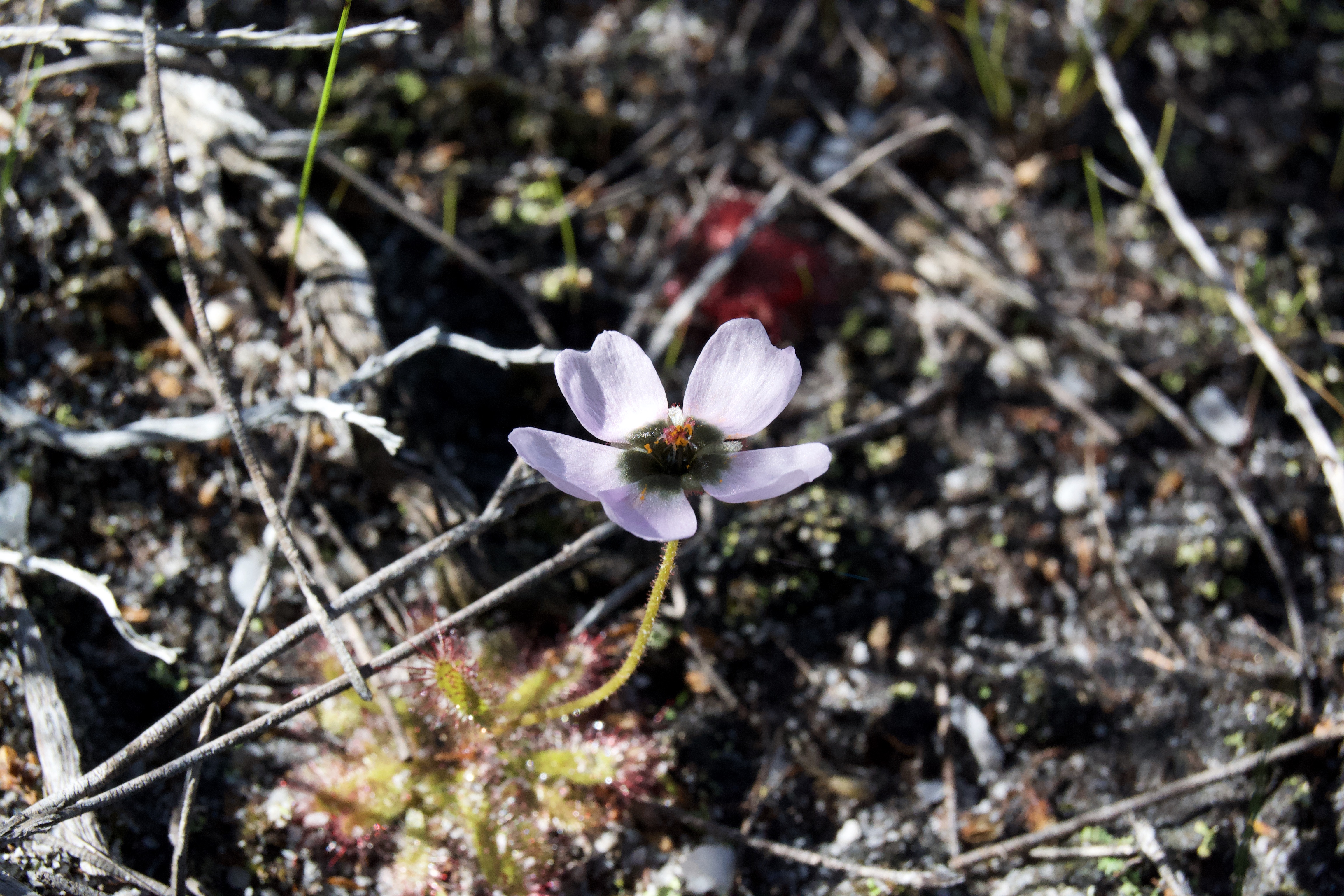 Drosera pauciflora on the Kleinriviersberge, 21 August 2020. Copyright 2020 Forgotten Fields. All rights reserved.