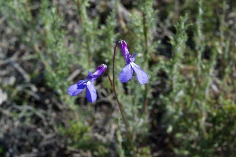 Lobelia tomentosa, 14 August 2020. Copyright 2020 Forgotten Fields. All rights reserved.