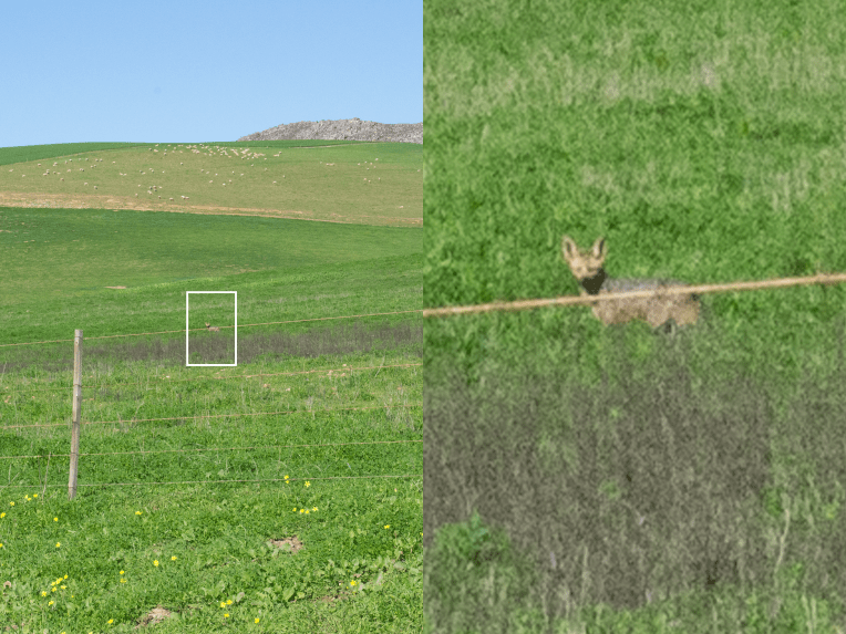 Cape Fox, 07 August 2020. Copyright 2020 Forgotten Fields. All rights reserved.