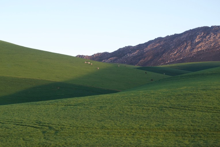 Herd on the Hills, 07 August 2020. Copyright 2020 Forgotten Fields. All rights reserved.