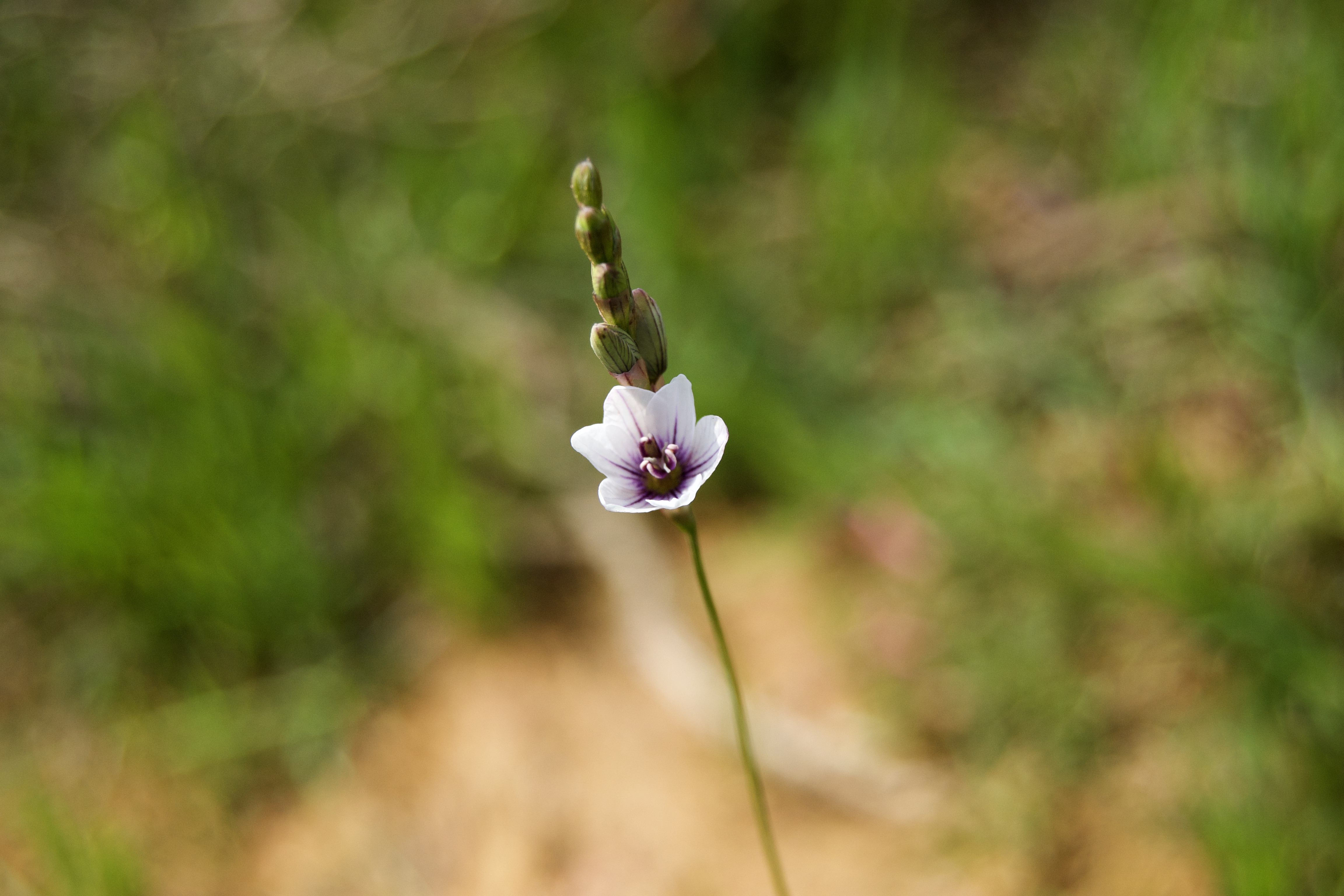 Ixia flexuosa, 12 September 2020. Copyright 2020 Forgotten Fields. All rights reserved.