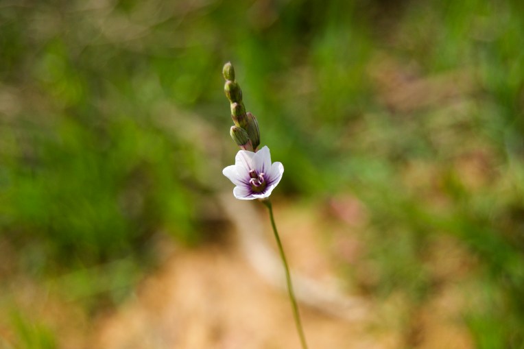 Ixia flexuosa, 12 September 2020. Copyright 2020 Forgotten Fields. All rights reserved.