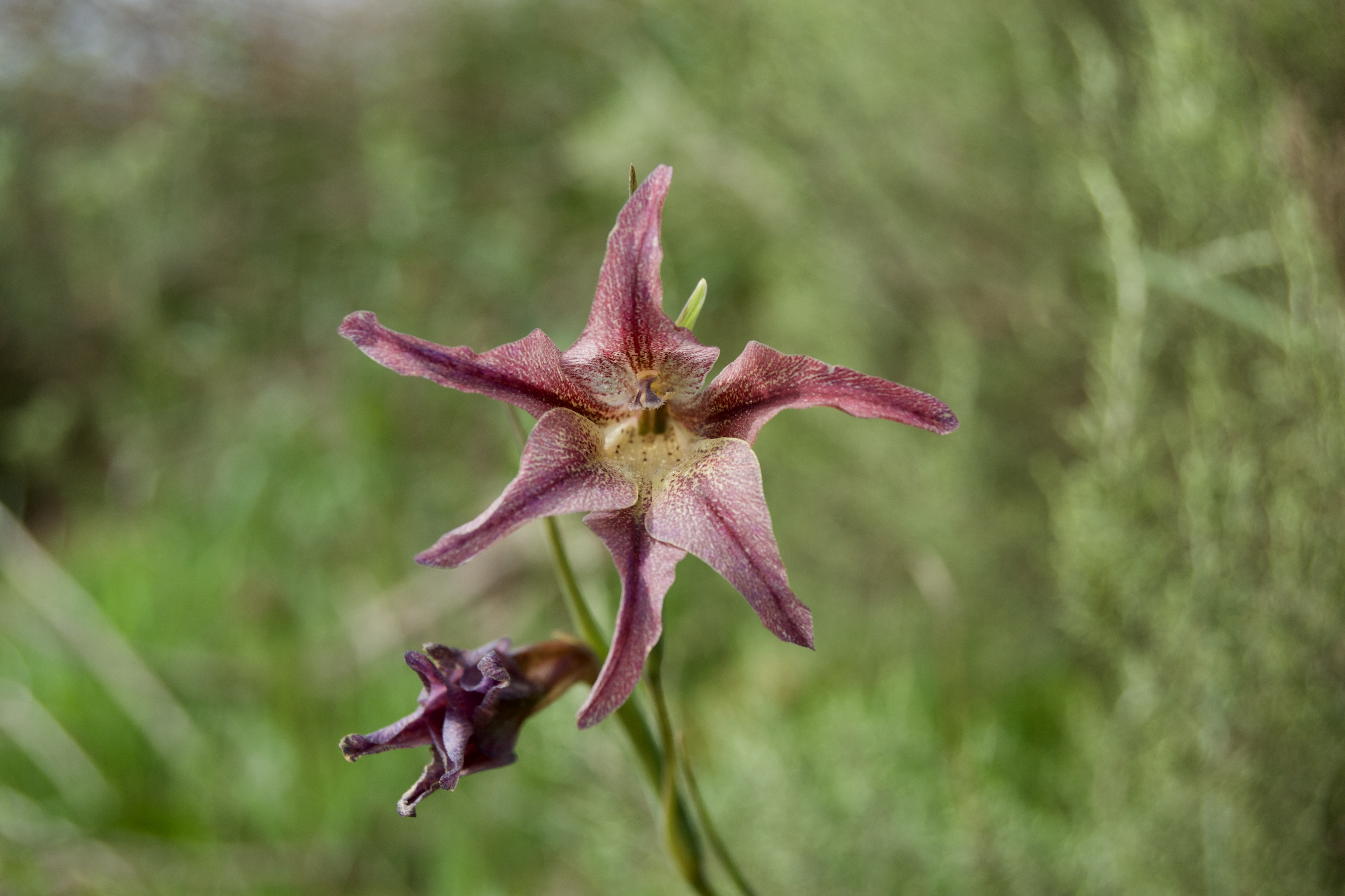 Gladiolus liliaceus, 12 September 2020. Copyright 2020 Forgotten Fields. All rights reserved.