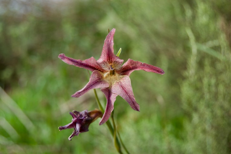 Gladiolus liliaceus, 12 September 2020. Copyright 2020 Forgotten Fields. All rights reserved.