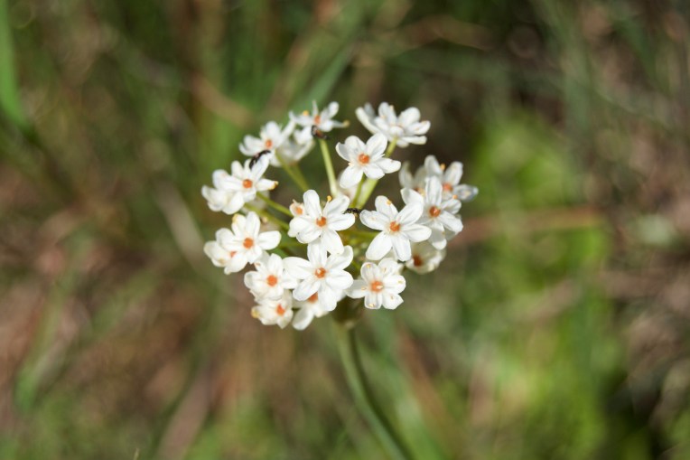 Bulbinella nutans, 12 September 2020. Copyright 2020 Forgotten Fields. All rights reserved.