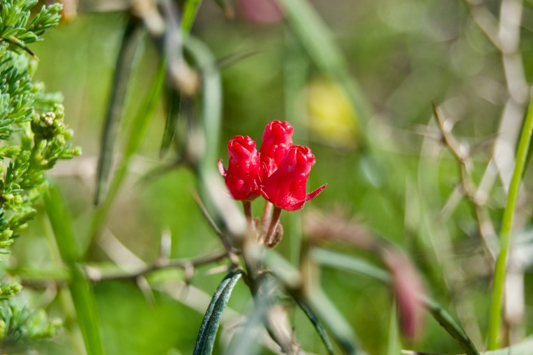 Microloma tenuifolium, 4 September 2020. Copyright 2020 Forgotten Fields. All rights reserved.