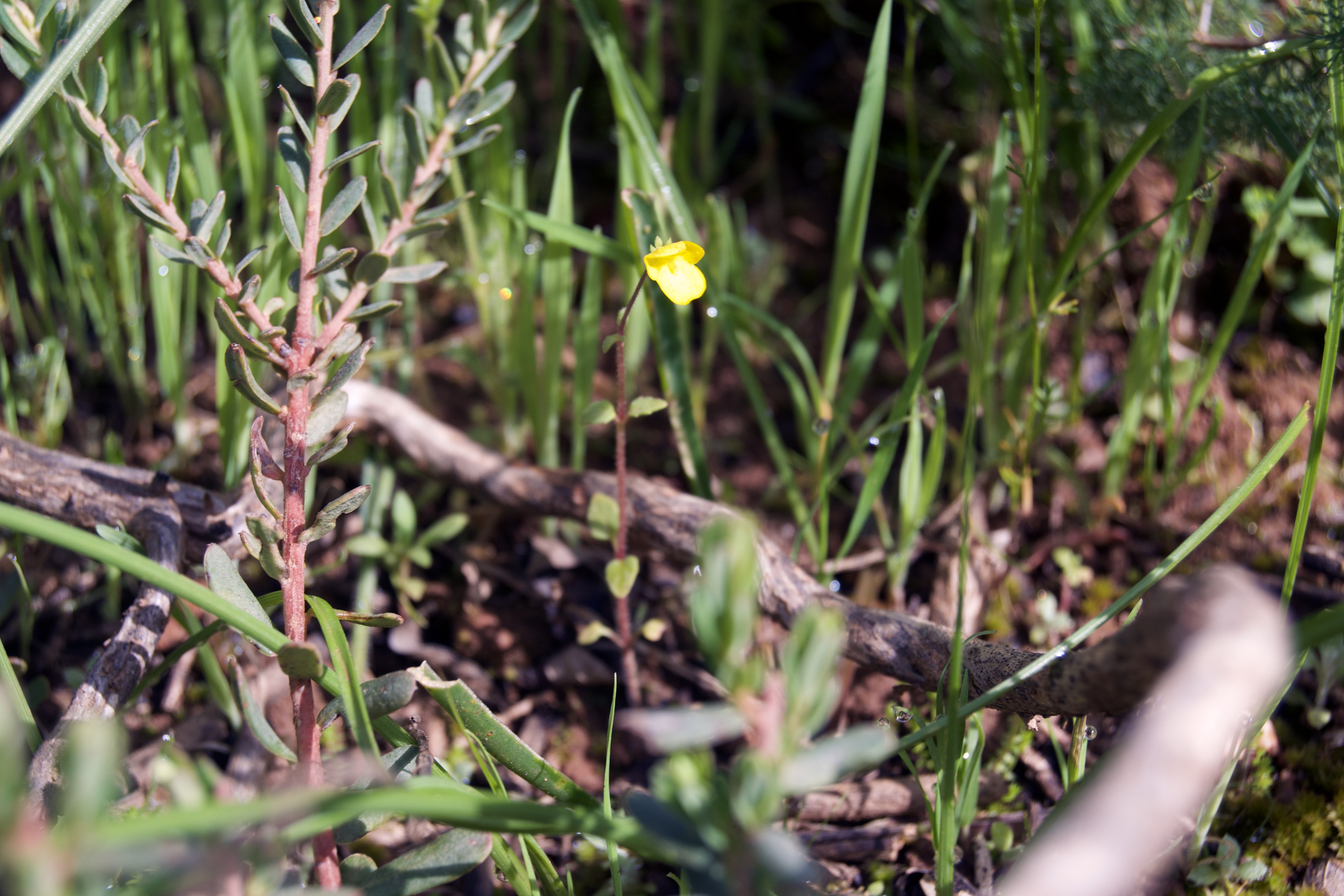 Hemimeris racemosa, 4 September 2020. Copyright 2020 Forgotten Fields. All rights reserved.