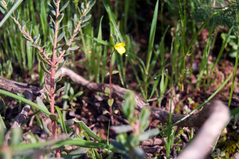 Hemimeris racemosa, 4 September 2020. Copyright 2020 Forgotten Fields. All rights reserved.