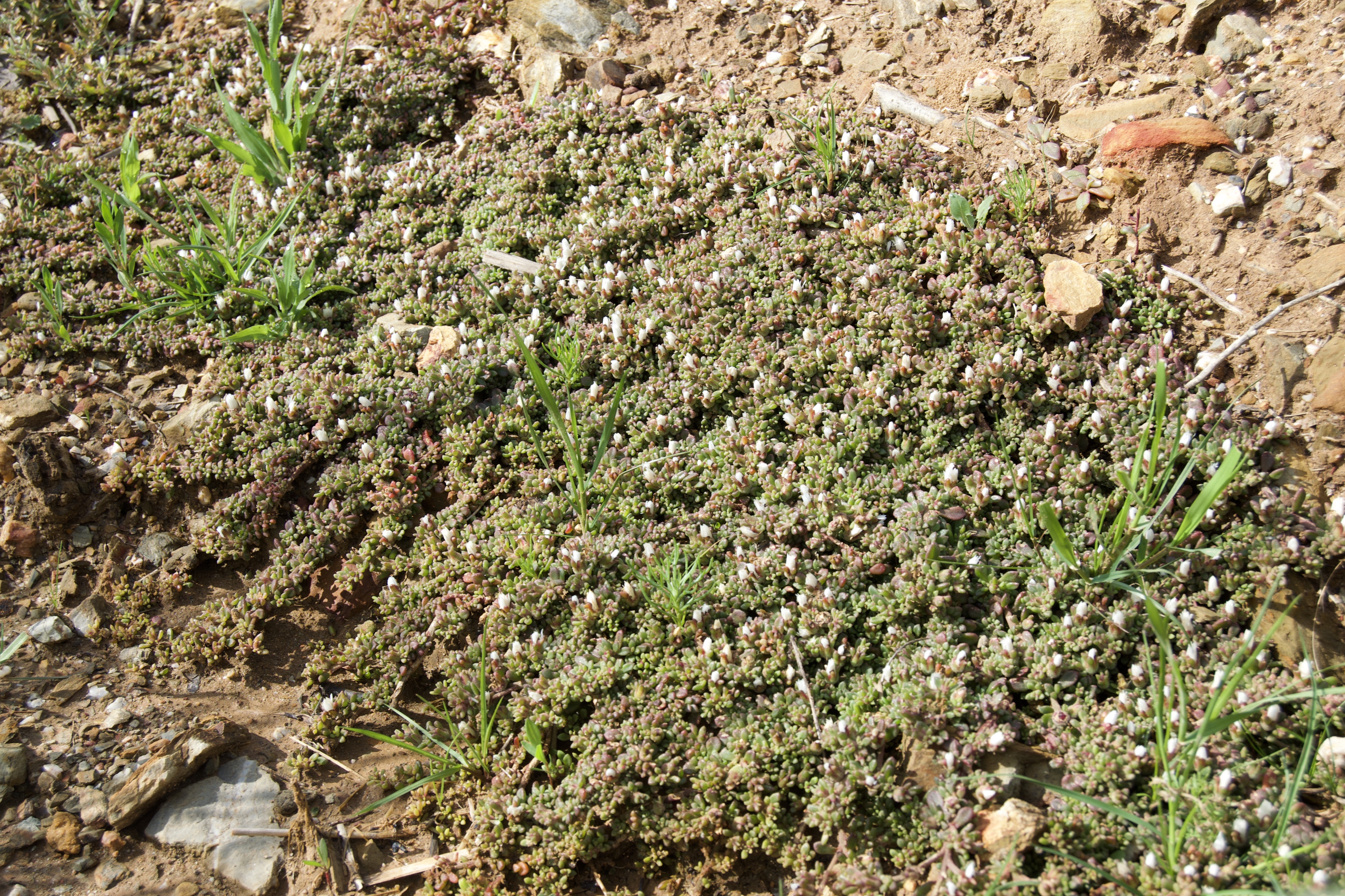 A member of the Aizoaceae (Ice Plant) family, 4 September 2020. Copyright 2020 Forgotten Fields. All rights reserved.
