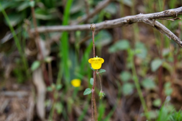 Hemimeris racemosa, 11 September 2020. Copyright 2020 Forgotten Fields. All rights reserved.
