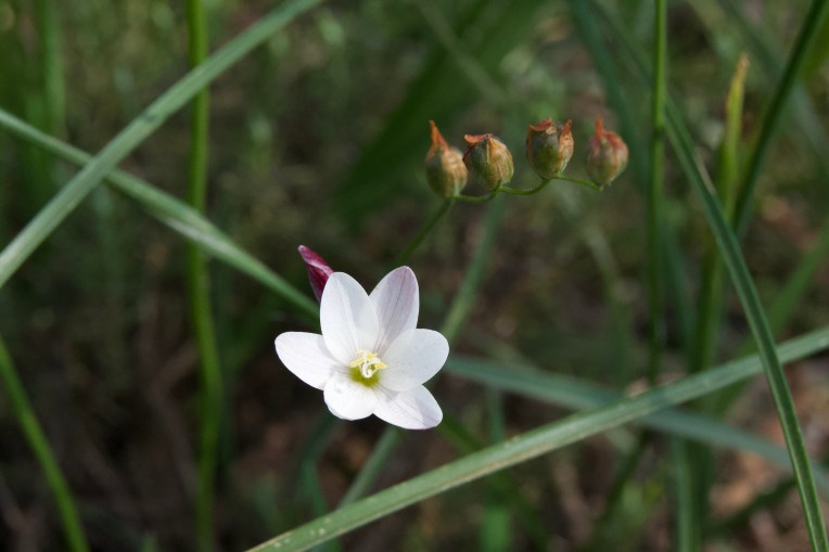 A Geissorhiza, possibly G. inflexa, 12 September 2020. Copyright 2020 Forgotten Fields. All rights reserved.