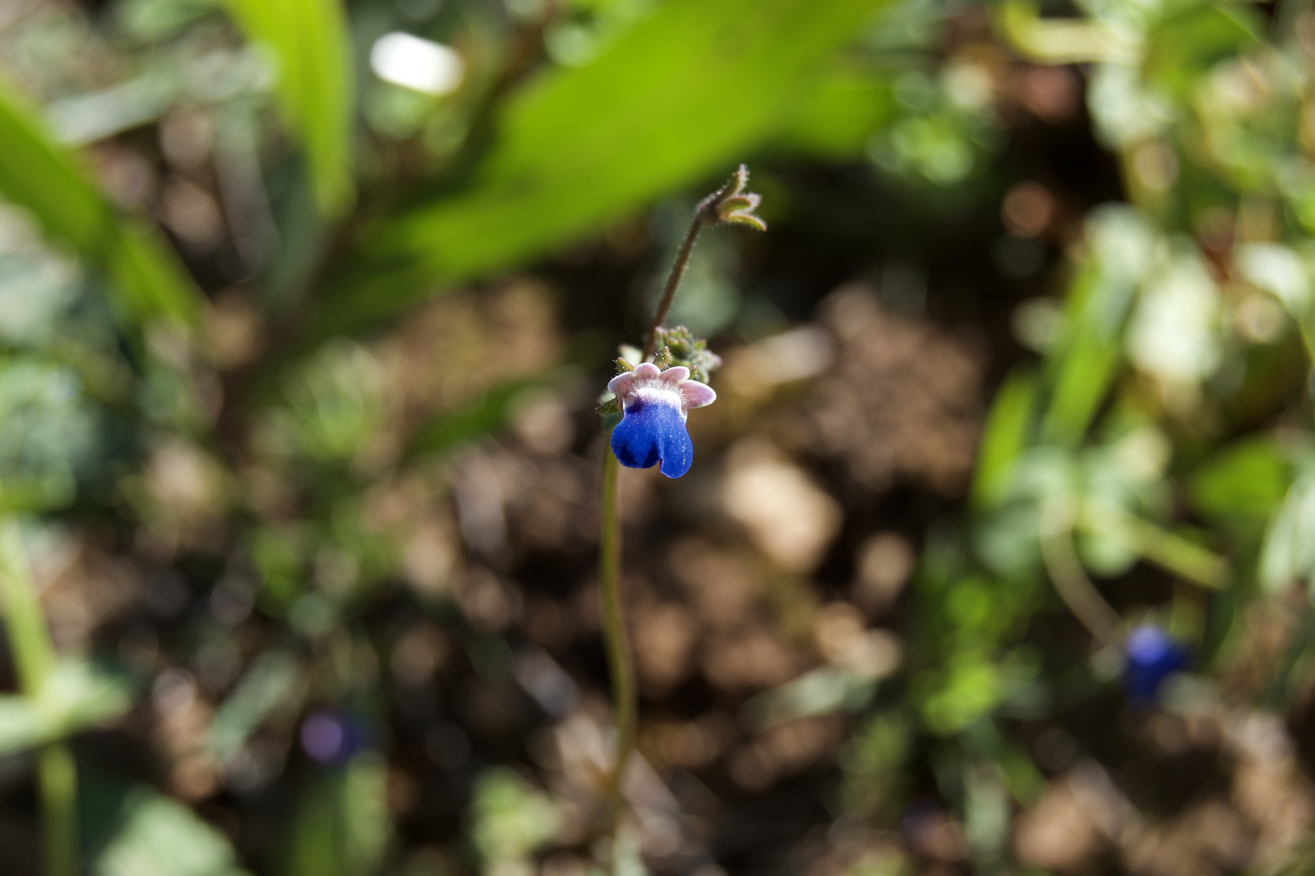 Nemesia barbata, 4 September 2020. Copyright 2020 Forgotten Fields. All rights reserved.
