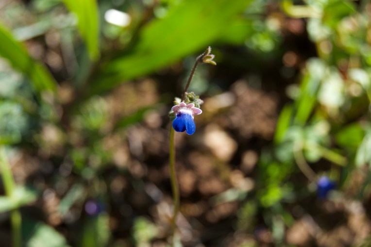 Nemesia barbata, 4 September 2020. Copyright 2020 Forgotten Fields. All rights reserved.