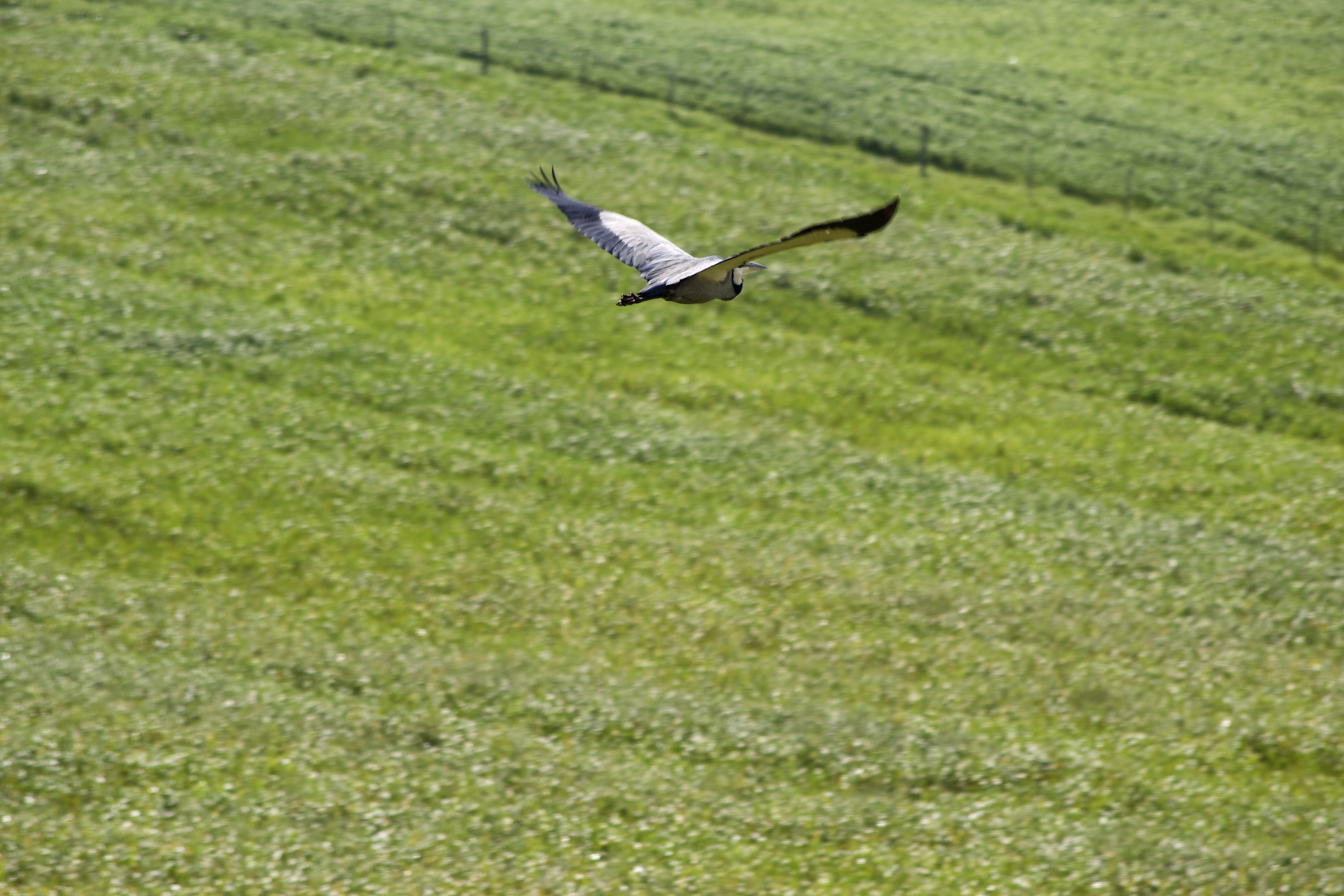 Ardea melanocephala, 4 September 2020. Copyright 2020 Forgotten Fields. All rights reserved.