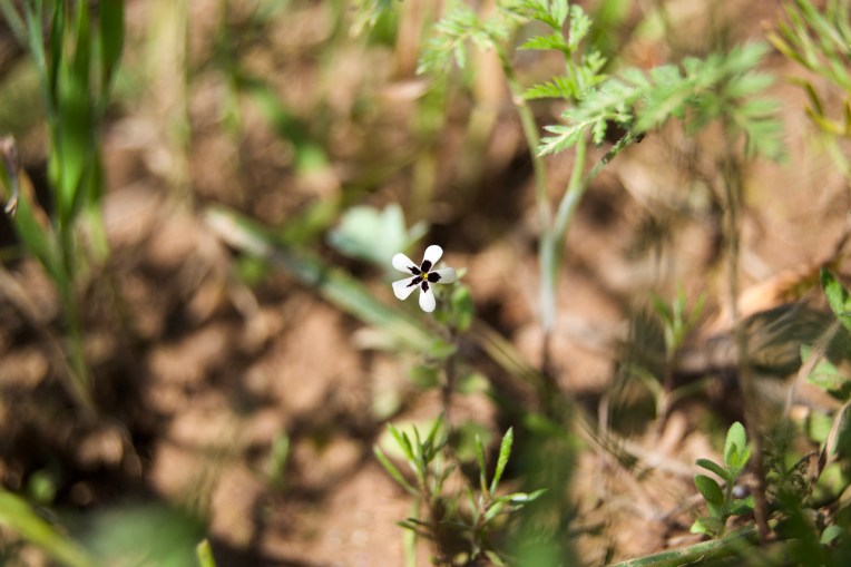 Lyperia antirrhinoides, 12 September 2020. Copyright 2020 Forgotten Fields. All rights reserved.