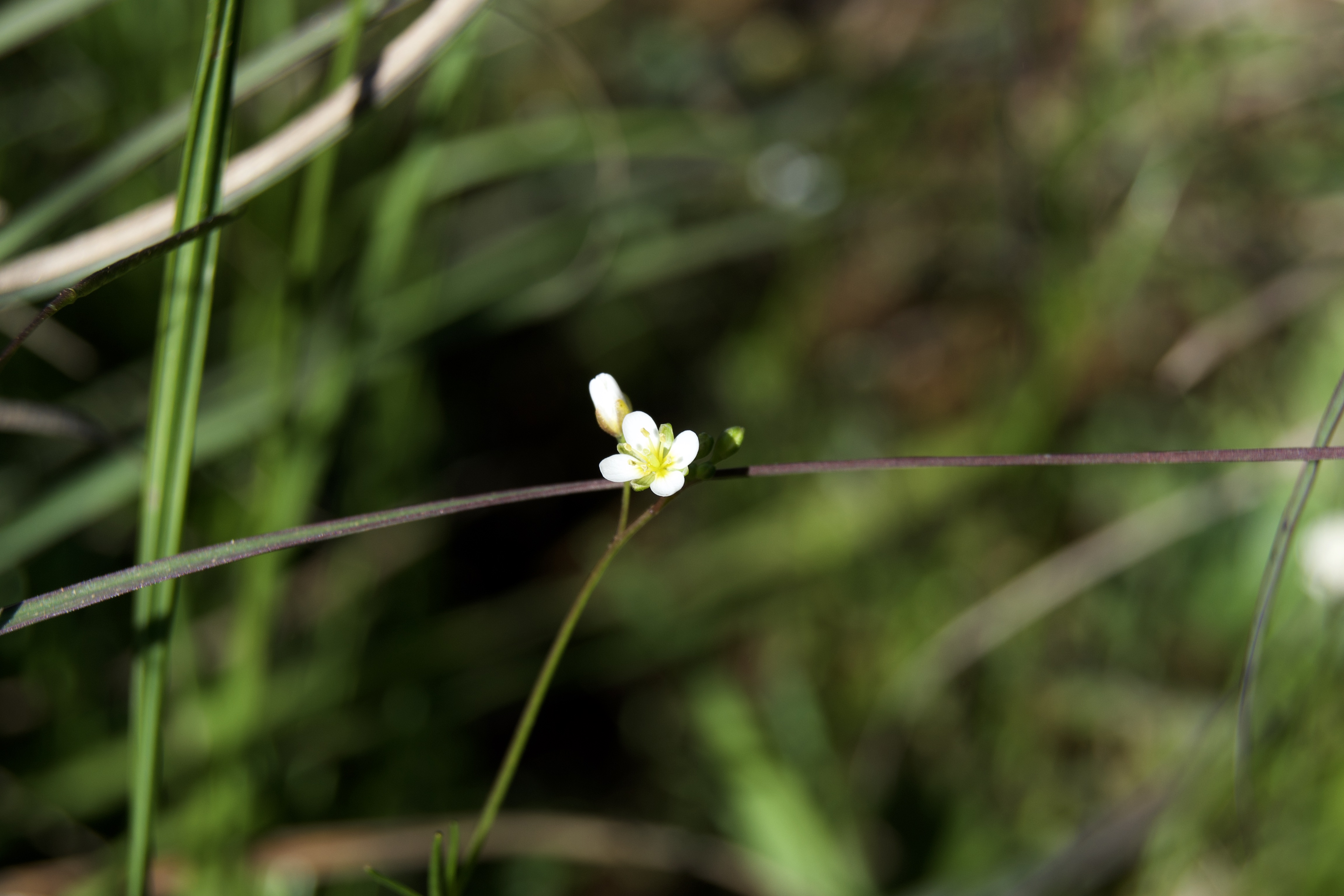 Heliophila pendula, 4 September 2020. Copyright 2020 Forgotten Fields. All rights reserved.