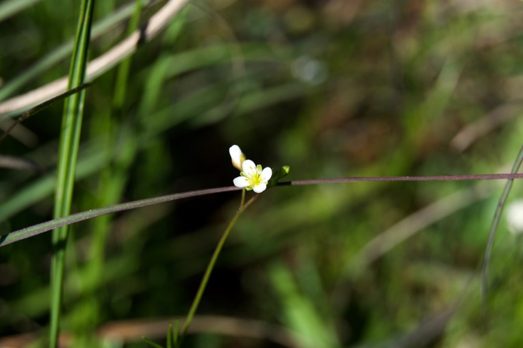 Heliophila pendula, 4 September 2020. Copyright 2020 Forgotten Fields. All rights reserved.