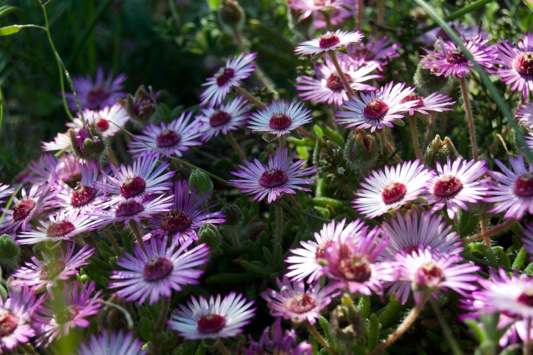 Drosanthemum striatum, 4 September 2020. Copyright 2020 Forgotten Fields. All rights reserved.