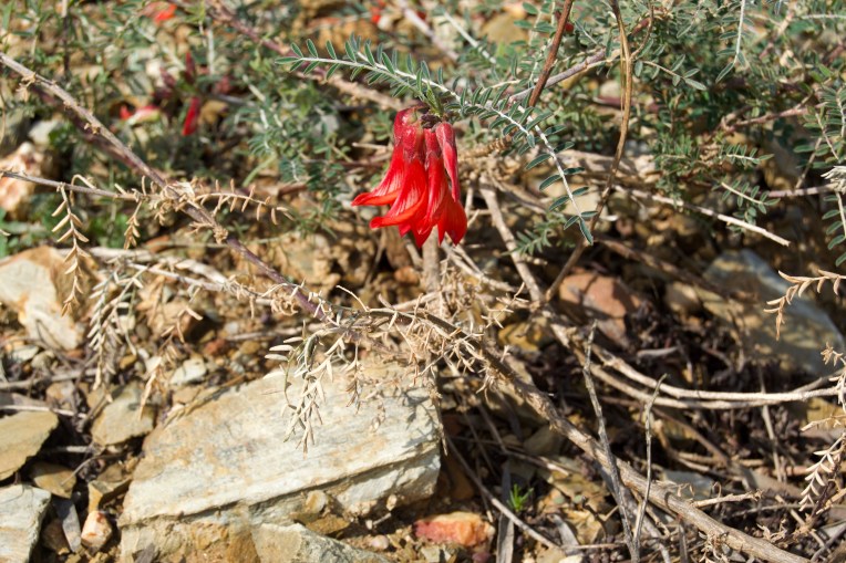 Lessertia frutescens, 4 September 2020. Copyright 2020 Forgotten Fields. All rights reserved.