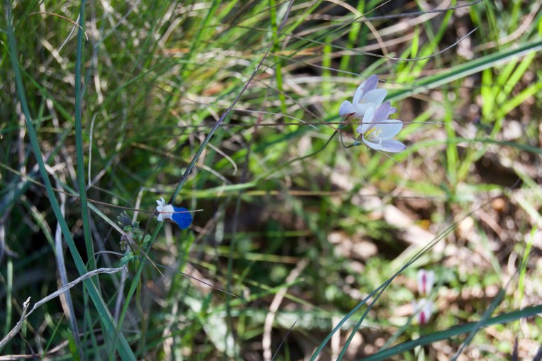 Nemesia barbata and Geissorhiza inflexa, 4 September 2020. Copyright 2020 Forgotten Fields. All rights reserved.