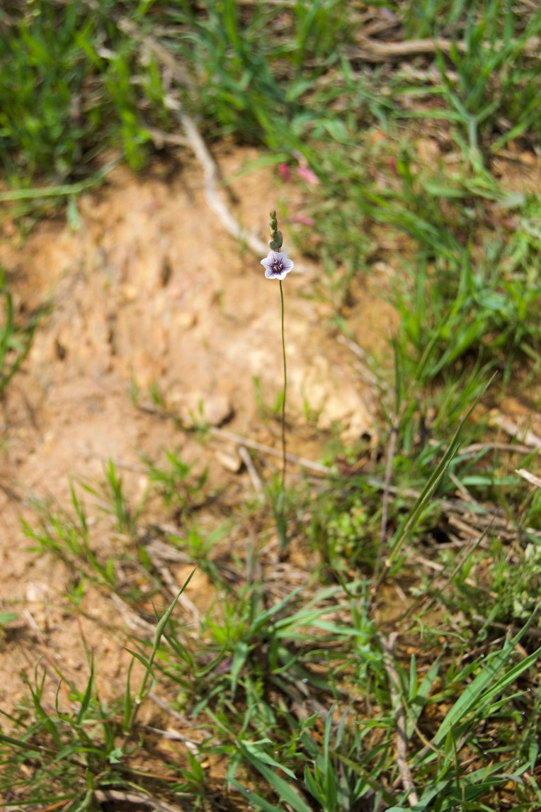 Ixia flexuosa, 12 September 2020. Copyright 2020 Forgotten Fields. All rights reserved.