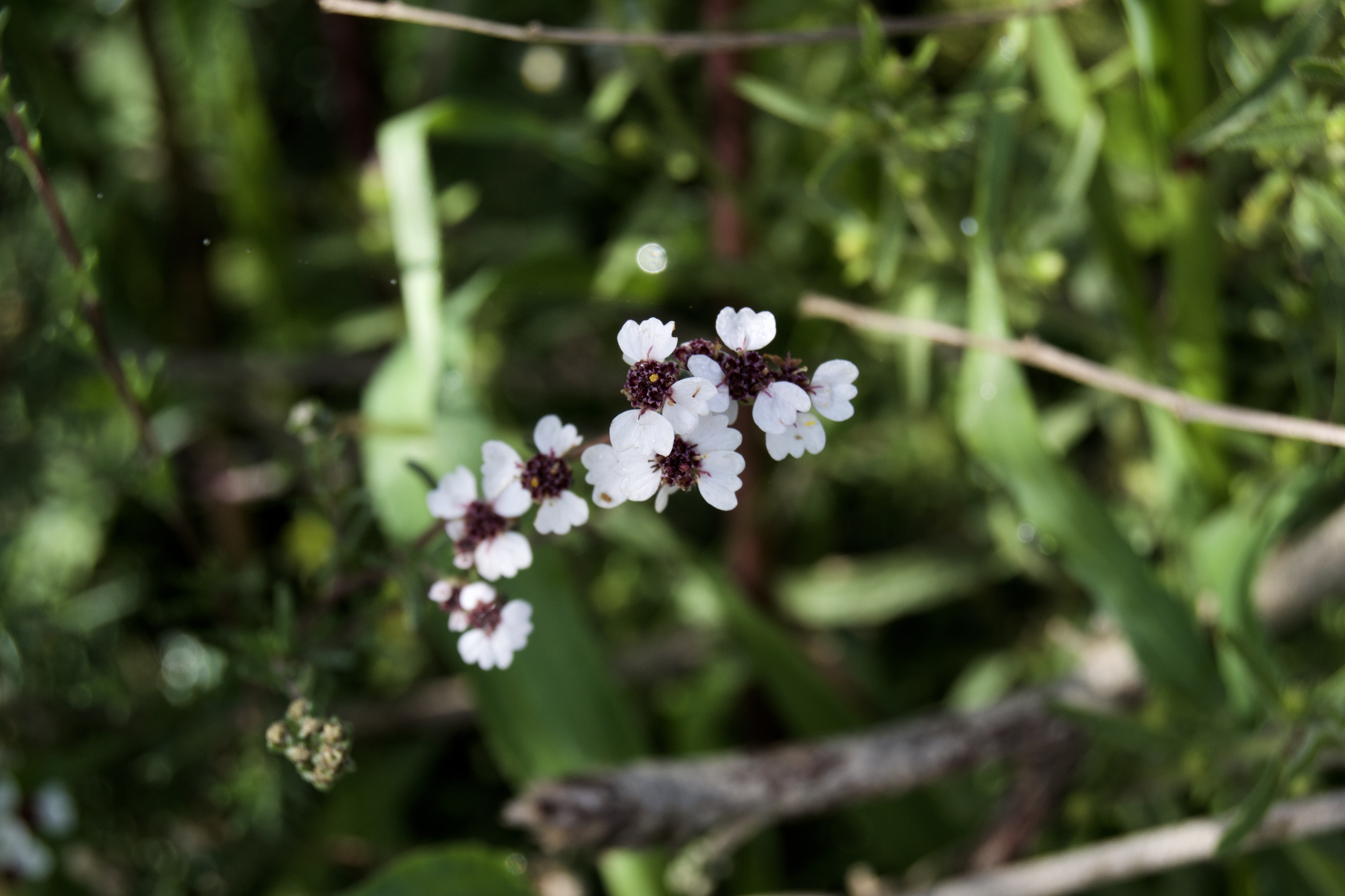 Eriocephalus africanus Flowers, 4 September 2020. Copyright 2020 Forgotten Fields. All rights reserved.