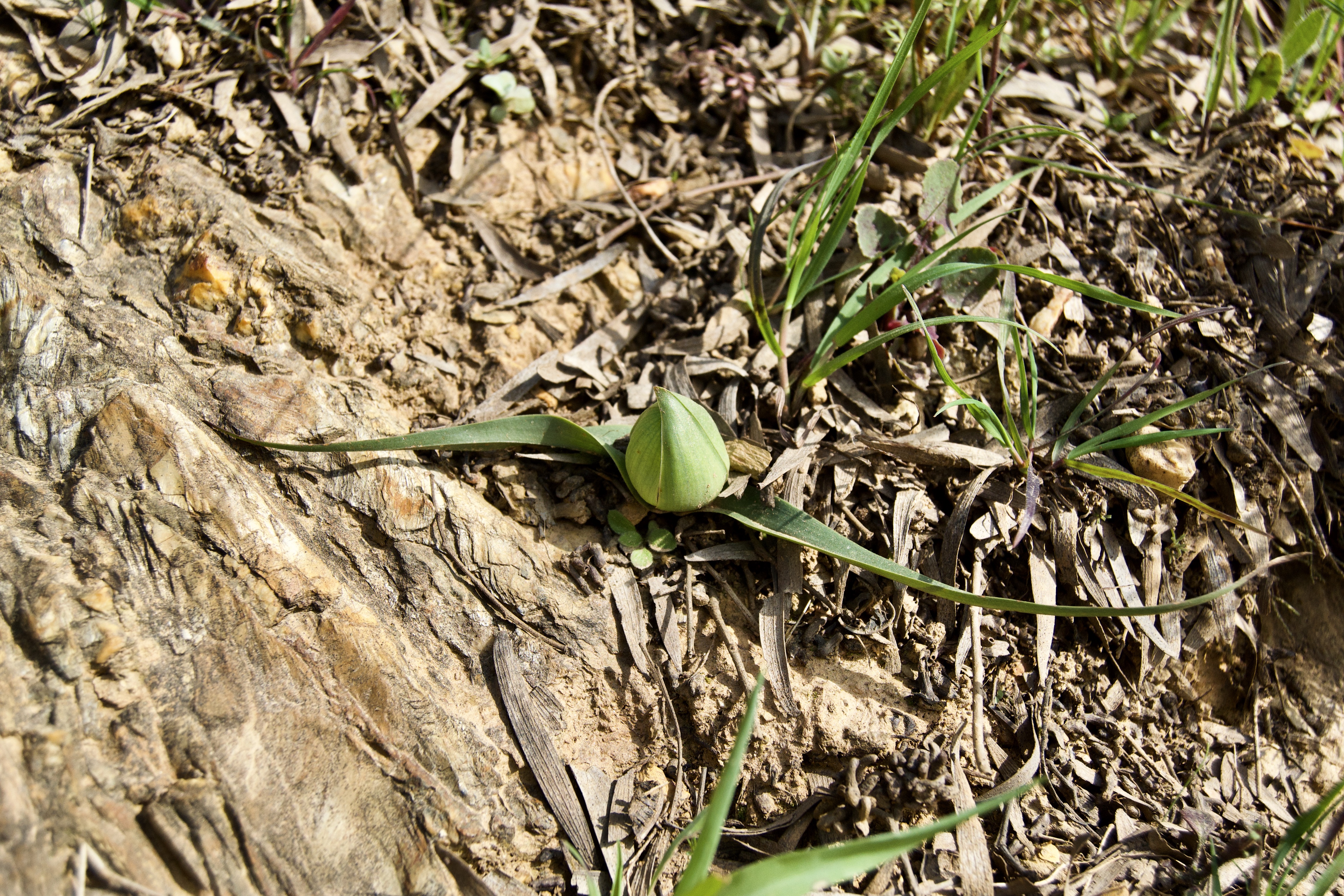 Colchicum eucomoides, 12 September 2020. Copyright 2020 Forgotten Fields. All rights reserved.